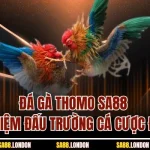 Đá Gà Thomo SA88 – Trải Nghiệm Đấu Trường Cá Cược Đỉnh Cao