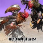 Bùng nổ khuyến mãi đá gà C54 hấp dẫn nhất hiện nay